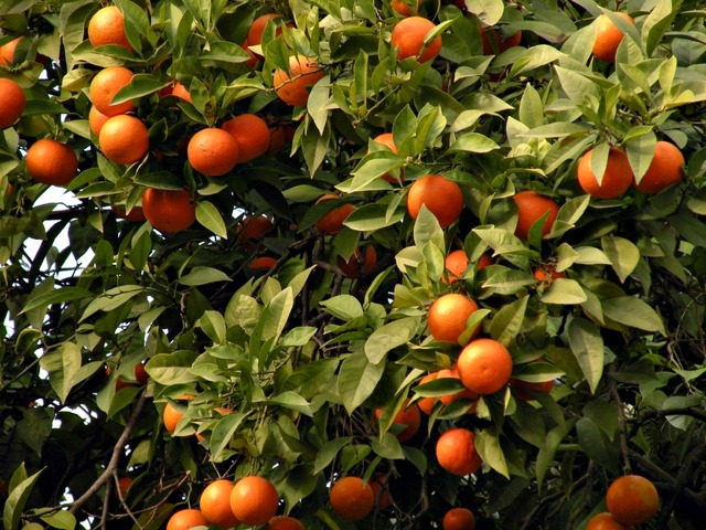 Foodie Guide to Arance! (Oranges) | ITALY Magazine