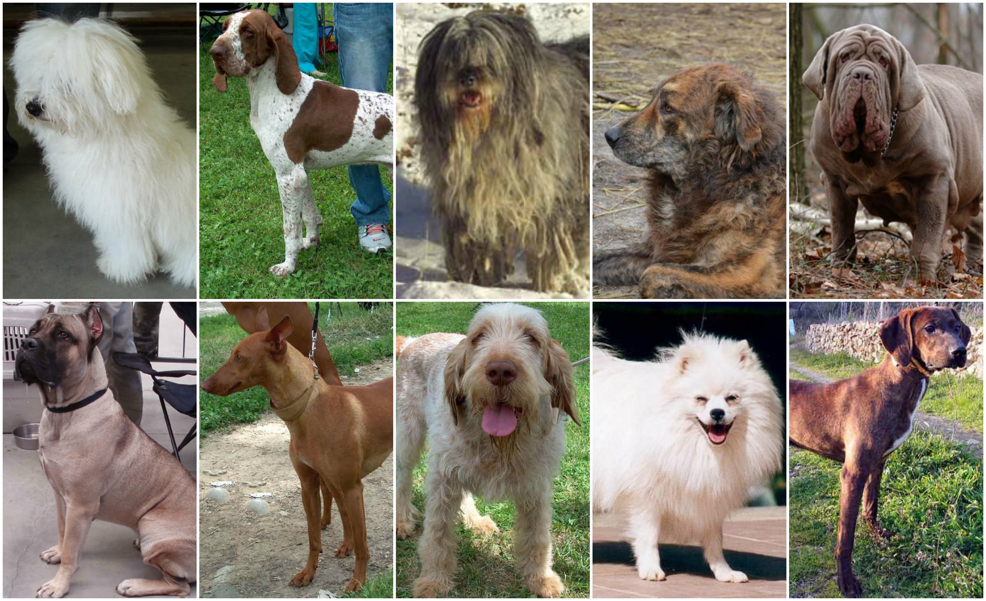 Cani Italiani: Italian dog breeds – The Italian Cultural Foundation