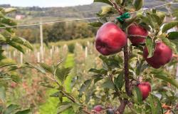 apple picking