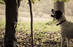 Truffle Hunting 