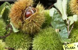 Chestnuts - A fall food staple 