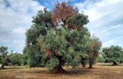 olive tree