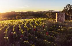 Workers in the vineyard of Villa Saletta