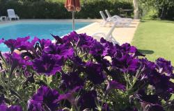 pool area petunias