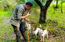 Truffle Hunting and Truffle Lunch
