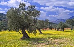 olive grove