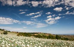 Le Marche