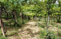 Building land for 200sqm Villa Abruzzo Italy