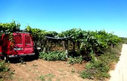 Building plot close to the beach for a Villa Abruzzo Italy