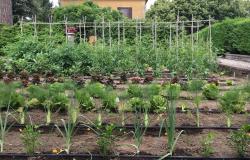 Vegetable gardens