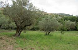 Building plot near Casoli, Abruzzo