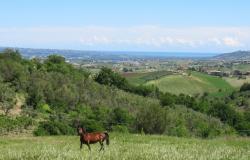 Picturesque, 3 bedroom, detached, habitable cottage and barn with 3000sqm of flat land with orchard and sea views. 4