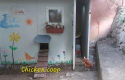 Chicken Coop