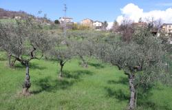 Stone, farm house of 100sqm with solar panels, 80sqm of outbuildings, nicely finished, 1500sqm of olive groves, peaceful panoramic position, need modernising.  11