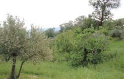 120sqm country house comprising of one floor, cellar, outbuilding, 1800sqm of land, habitable, nice views, peaceful  5