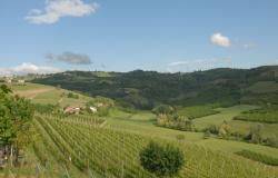 Winery in Dogliani / DGL225 3