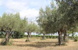 Detached, 1950s, brick 150sqm farmhouse, 4km to beach with 2 hectares of flat land with olives and vines, 2 outbuildings, no neighbours  2