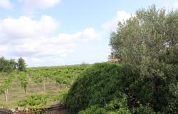 Detached, 1950s, brick 150sqm farmhouse, 4km to beach with 2 hectares of flat land with olives and vines, 2 outbuildings, no neighbours  15