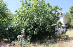 Detached, historic, farm house of 180sqm, restored, 300 meters to the center, 8km to beach, 100sqm terrace, 7000sqm orchard, 20sqm outbuilding 0