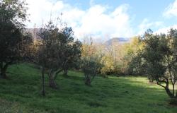 2000sqm of olive grove with a 150 year old, 40sqm, stone ruin in a panoramic, mountain location  7