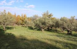 2000sqm of olive grove with a 150 year old, 40sqm, stone ruin in a panoramic, mountain location  8