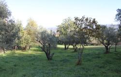 2000sqm of olive grove with a 150 year old, 40sqm, stone ruin in a panoramic, mountain location  1