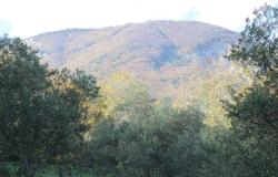 2000sqm of olive grove with a 150 year old, 40sqm, stone ruin in a panoramic, mountain location  2