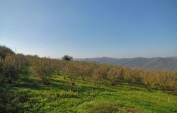 Return to properties Stone Shed with Panoramic Views and Land in the Langhe / FSL016