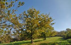 Return to properties Stone Shed with Panoramic Views and Land in the Langhe / FSL016