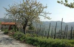  Original rustic farmhouse  in beautiful panoramic and sunny position - Piedmont- Langhe 7
