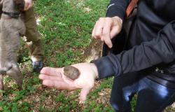 Truffle hunting