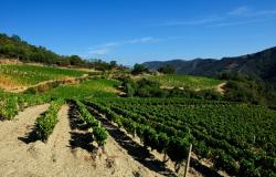 Cannonau wine