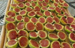 Figs in the sun to dry