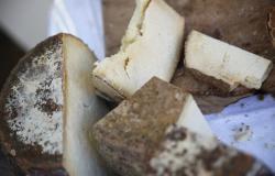 Sardinian cheese