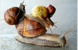 Snail