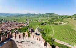 Soave vineyards