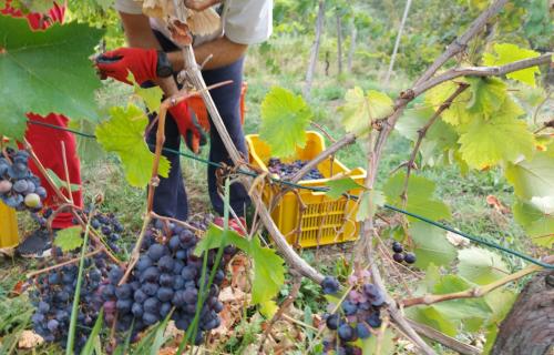 grape harvest