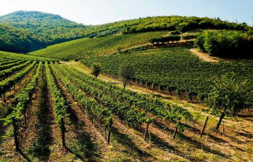 The vineyards of the Euganean Hills in Padua, Italy / Photo: studioanghifoto via Shutterstock