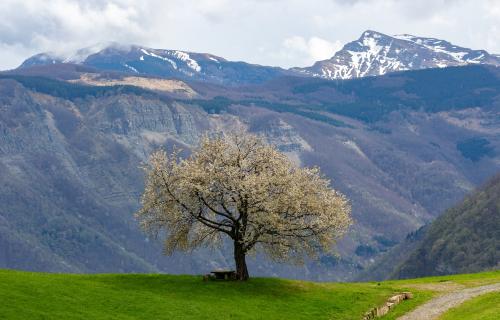 cherry tree in bloom in the Corno alle Scale