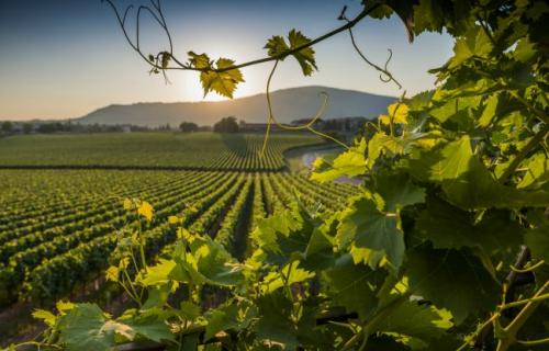 Franciacorta wine