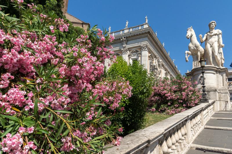 Staircase with flowers leading to the Capitoline Museums in Rome