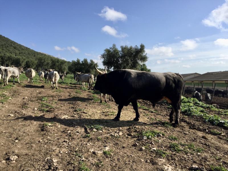 Podolica cows grazing in Gargano National Park in Puglia