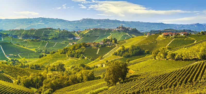 Vineyards landscape in Langhe Piedmont Italy