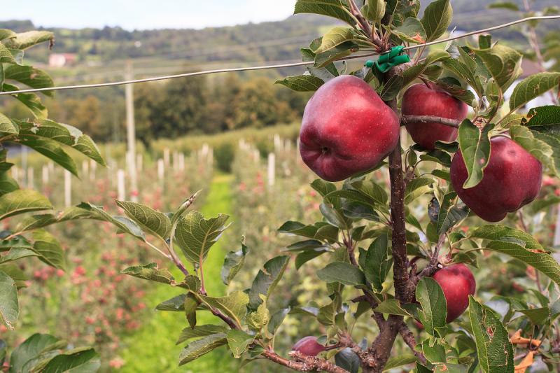 apple picking