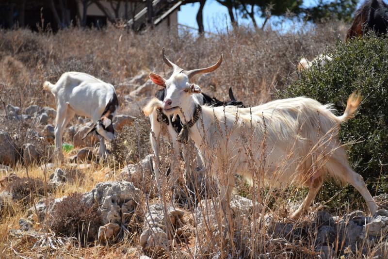 Demand for goats from Alicudi has now outpaced the supply