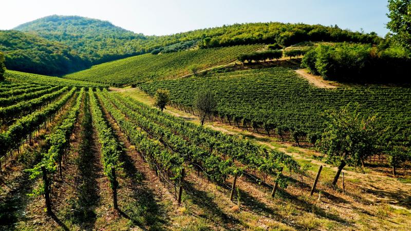 The vineyards of the Euganean Hills in Padua, Italy / Photo: studioanghifoto via Shutterstock