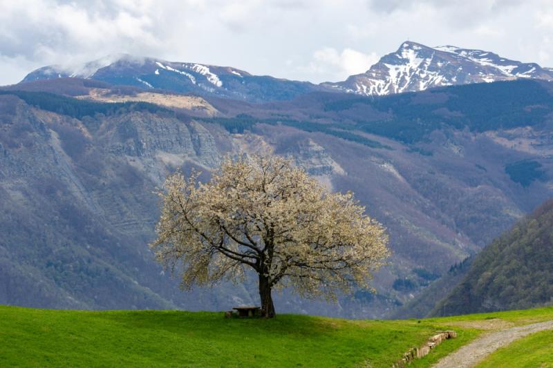 cherry tree in bloom in the Corno alle Scale