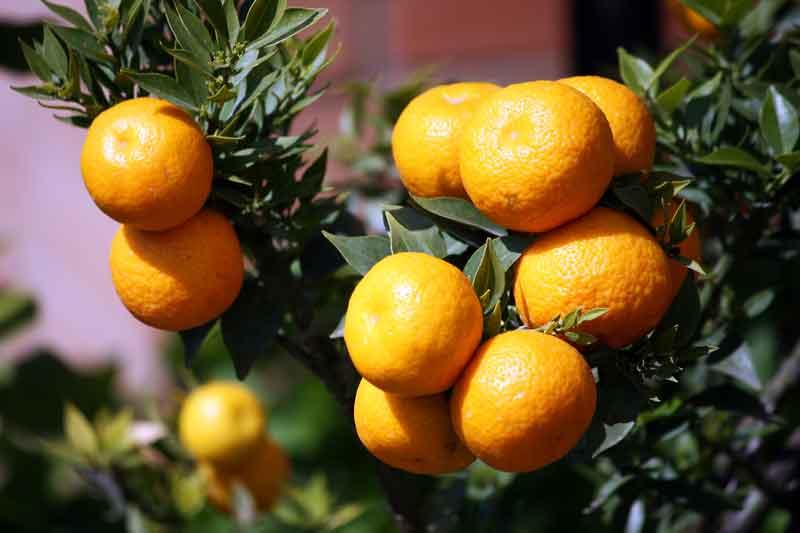 Chinotto from Savona