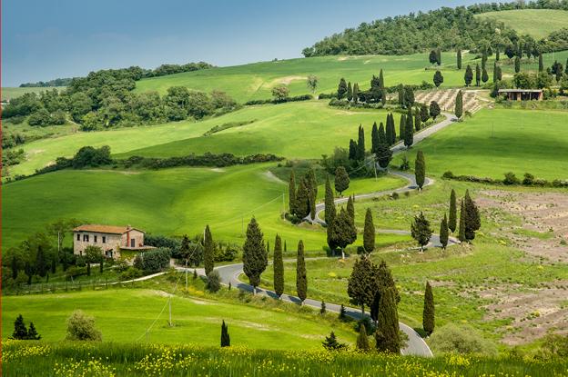 landscaping italian cypress tree