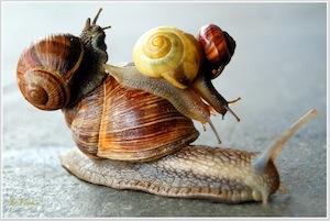 Snail